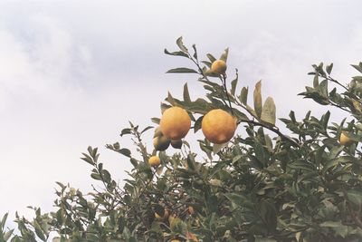 Low angle view of fruits growing on tree against sky