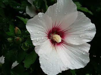 Close-up of wet white hibiscus blooming outdoors