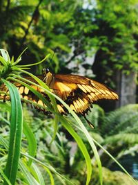 Butterfly on leaf