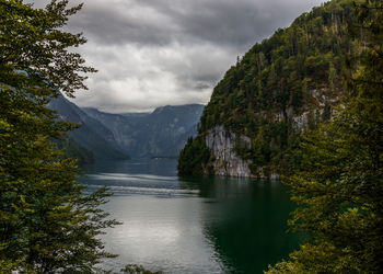 Scenic view of lake in forest