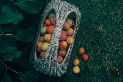 Plums in basket on field