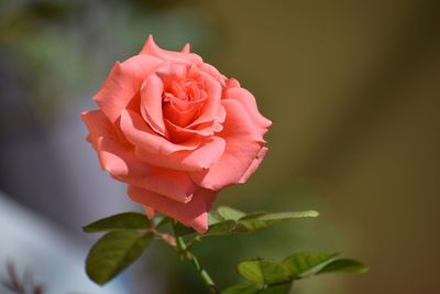 Close-up of pink rose