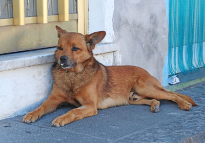 Brown stray dog relaxing on footpath