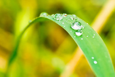 Close-up of water drops on leaf