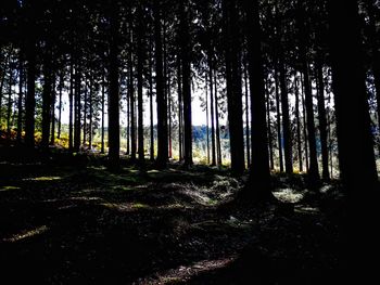 Trees in forest