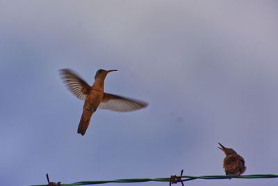 Low angle view of bird flying in sky