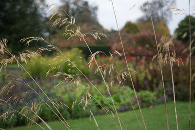 Close-up of wheat growing on field