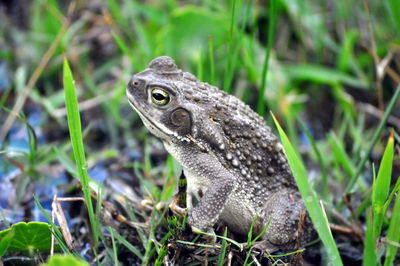 Close-up of lizard on grass