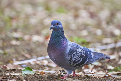 Close-up of pigeon perching on a land