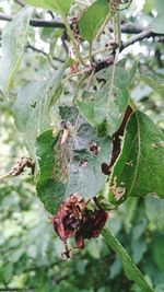 Close-up of insect on plant