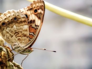 Close-up of butterfly perching outdoors