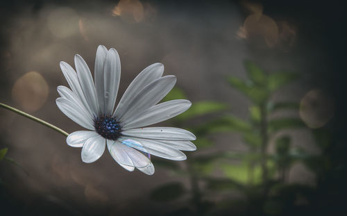 Close-up of bubble on white flower