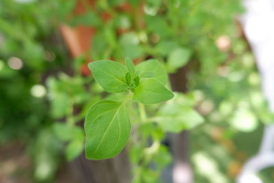Close-up of small plant