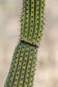 Close-up of prickly pear cactus