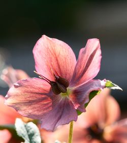 Close-up of pink rose flower