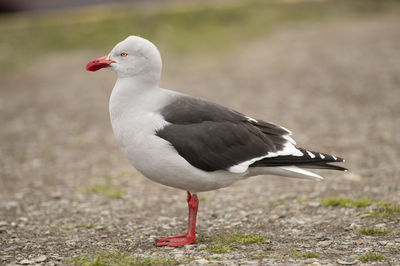 Close-up of seagull perching on a land