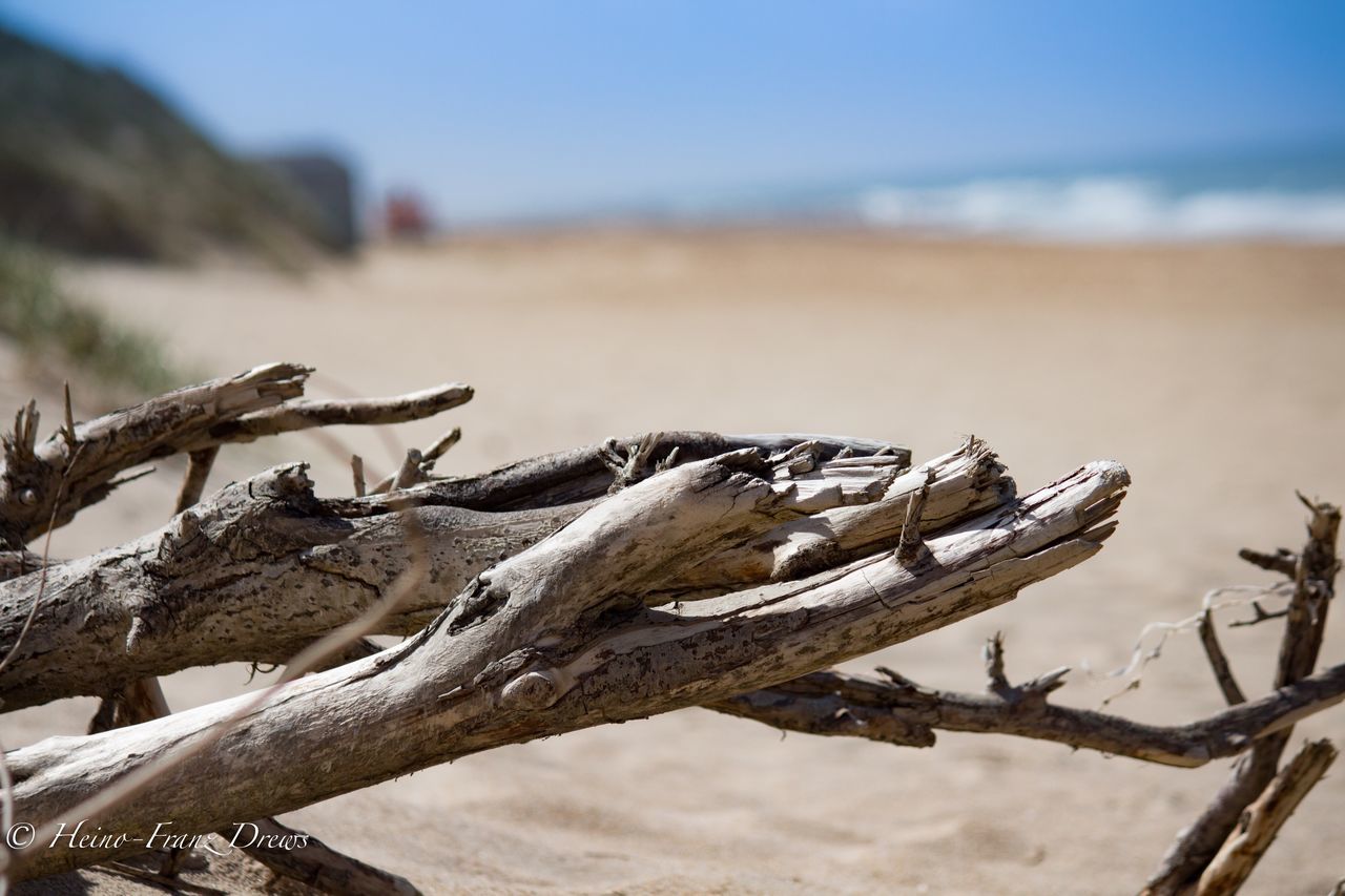 outdoors, nature, day, no people, focus on foreground, beach, wood - material, dead tree, close-up, beauty in nature, sky, tree