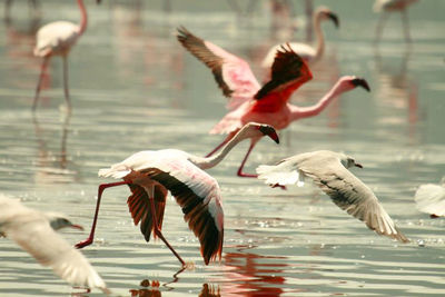 Close-up of birds flying over lake