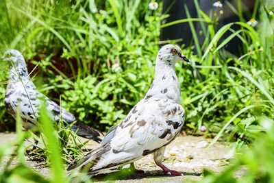 Close-up of a bird perching on a field