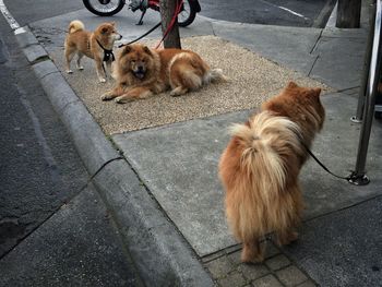 Dog on road