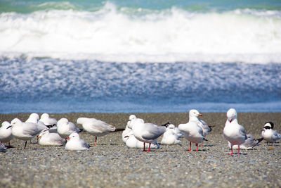 Seagulls on beach