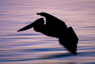 Bird flying over lake