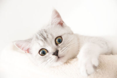 Close-up portrait of a cat against white background