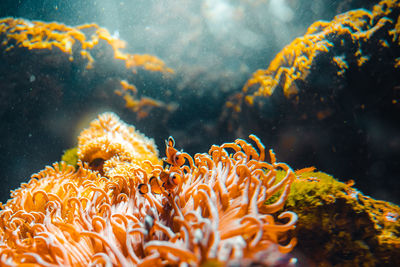 Close-up of clown fish nemo underwater.