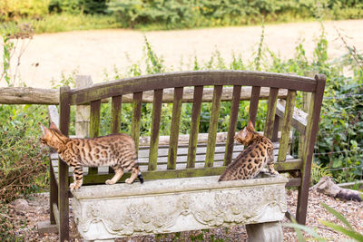 Cats in park