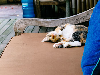 Cat sleeping on couch