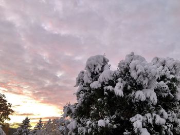 Low angle view of trees against sky during winter