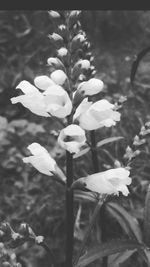 Close-up of white flowers blooming outdoors