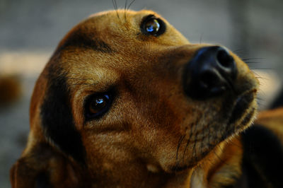 Close-up of dog looking away