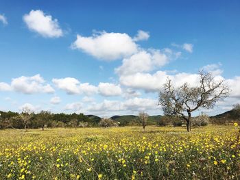 Scenic view of yellow flower field against sky