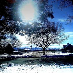 Bare trees on snow covered landscape