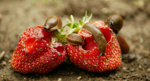 Close-up of cherries on the ground