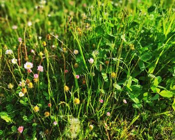 High angle view of flowering plants on field