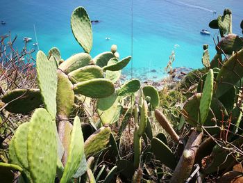 Close-up of succulent plants growing by sea