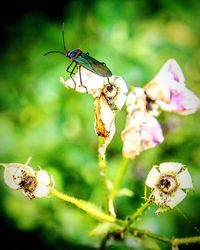 Close-up of butterfly on flower