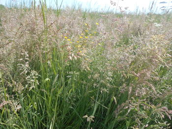 plant