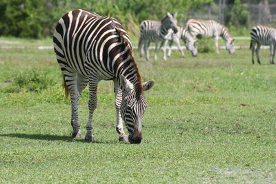 Close-up of zebra grazing in farm