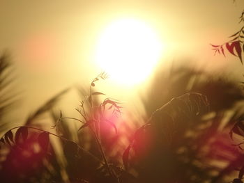 Close-up of plants growing against sky during sunset