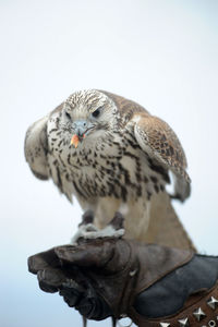 Close-up of a bird