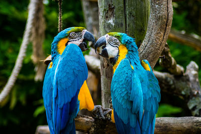 Close-up of parrot perching on tree