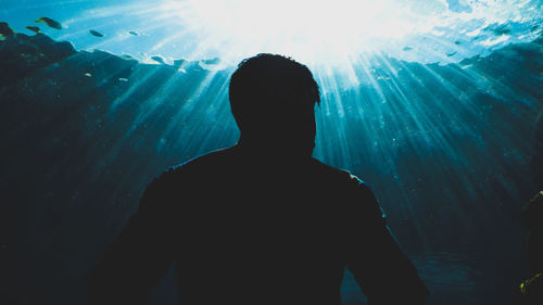Rear view of silhouette man standing in aquarium