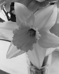 Close-up of white flower