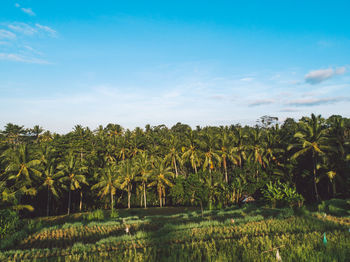 Scenic view of trees on landscape against sky