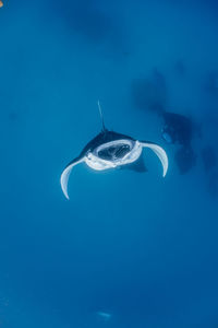 Wide angle view of a school of manta rays, in baa atoll ,madives