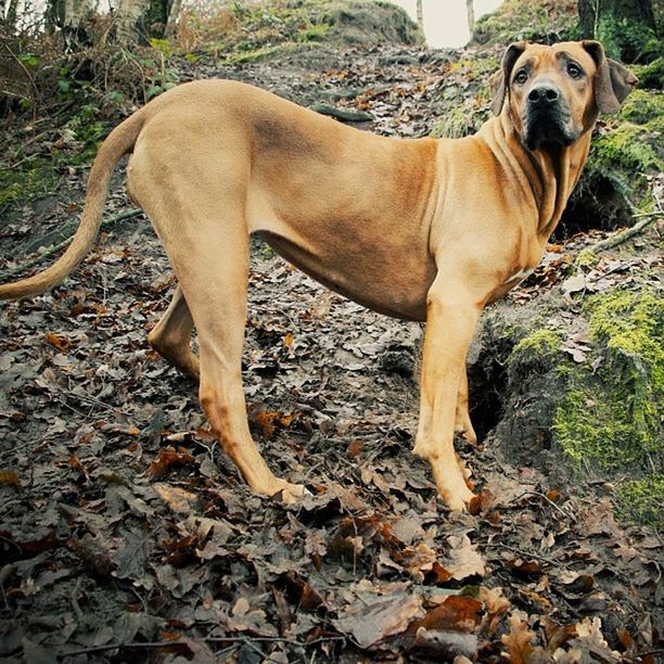 domestic animals, animal themes, mammal, dog, pets, one animal, standing, brown, pet collar, field, animal head, full length, vertebrate, animal, no people, day, zoology, outdoors, sunlight, portrait