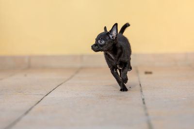 Black dog looking away on footpath